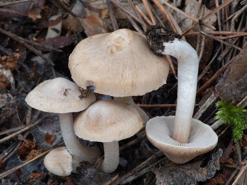 Inocybe ochroalba